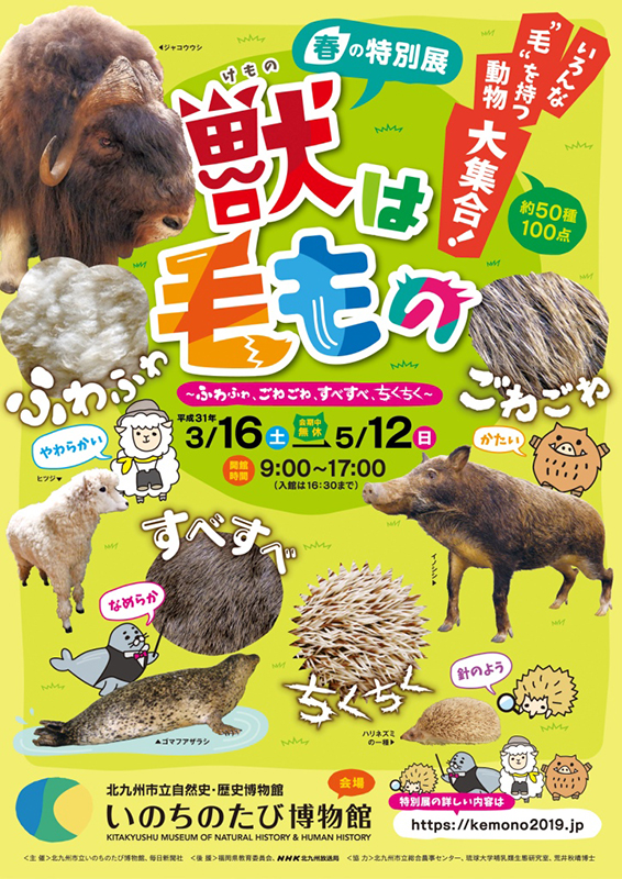 春の特別展「獣は毛もの ～ ふわふわ、ごわごわ、すべすべ、ちくちく ～」