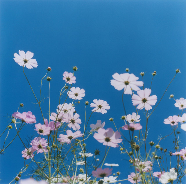 川内倫子《無題》シリーズ〈AILA〉より　2004年　Cプリント　作家蔵　© Rinko Kawauchi