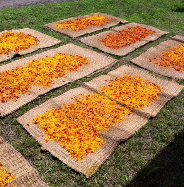 摘んだ紅花の花びらは天日で乾燥させる