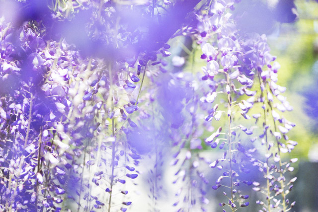 うつくしい日々(2017) ©mika ninagawa, Courtesy of Tomio Koyama Gallery：「蜷川実花展－虚構と現実の間に－」豊川市桜ヶ丘ミュージアム